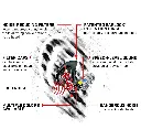 EarPro_Filtered_Caps_1500X1500__34651.webp