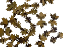 Feuilles Yellow Autum x50 Lapa Gear
